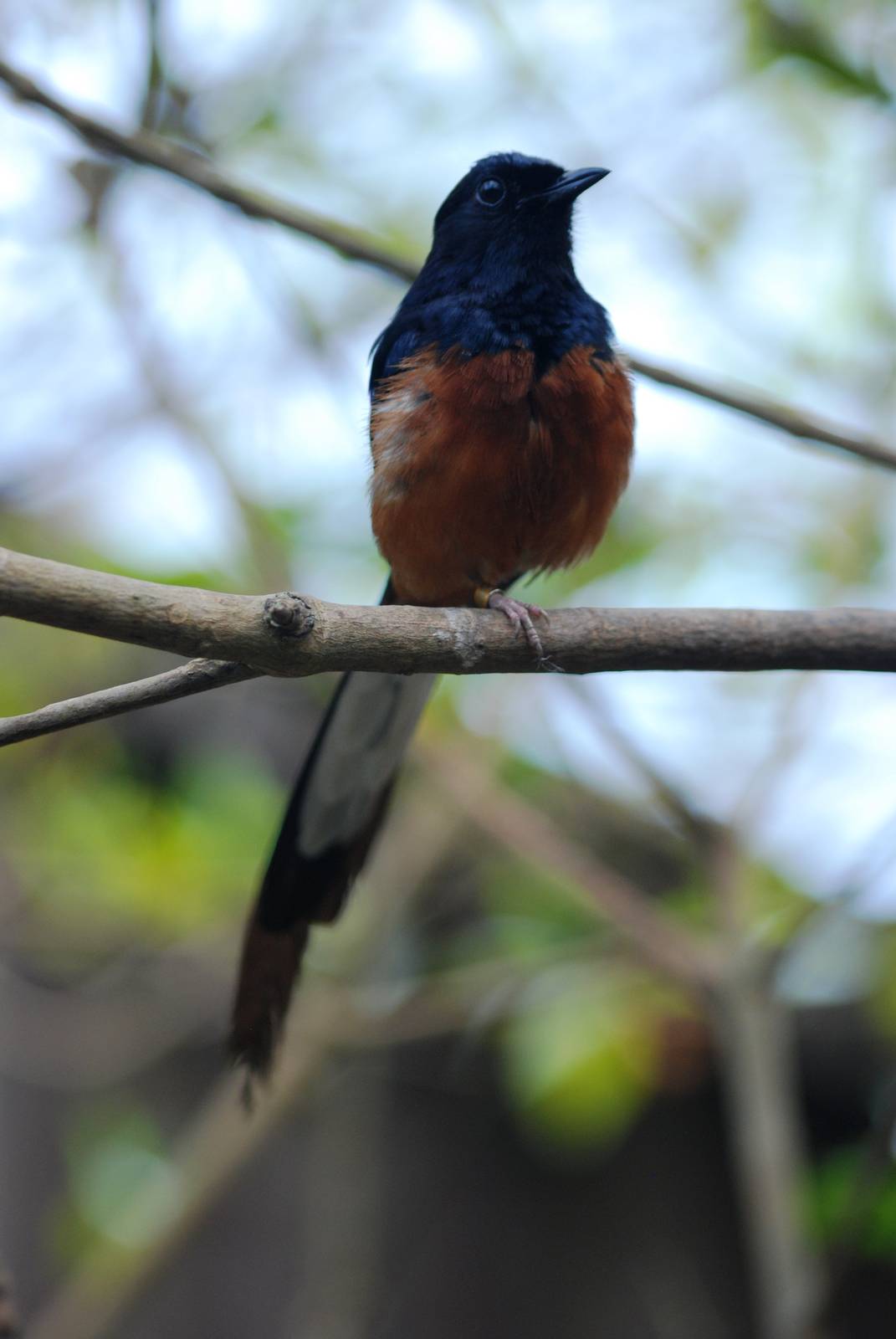 White-rumped Shama at Burgers Zoo Arnhem, 30/05/12