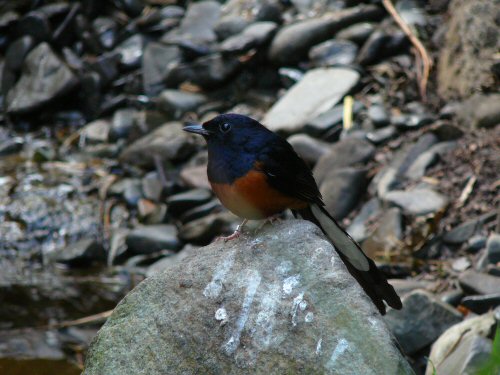 white rumped shama at Durrell/Jersey