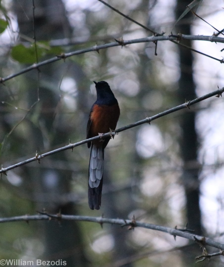 White-rumped Shama - Baan Maka Chalets