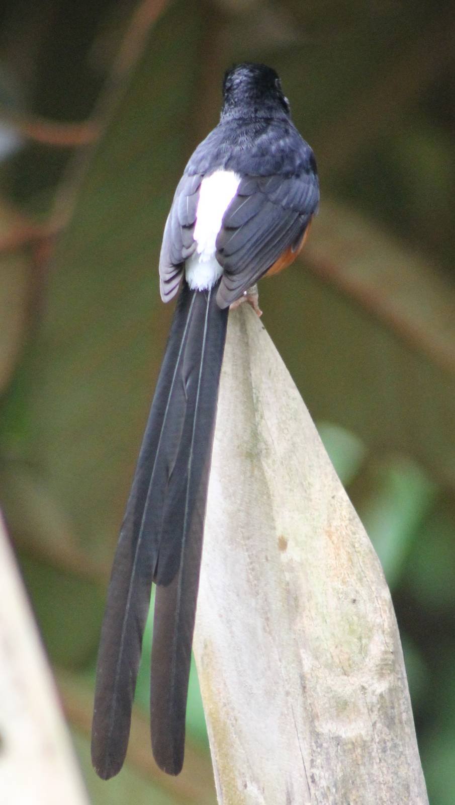 White-rumped shama backside