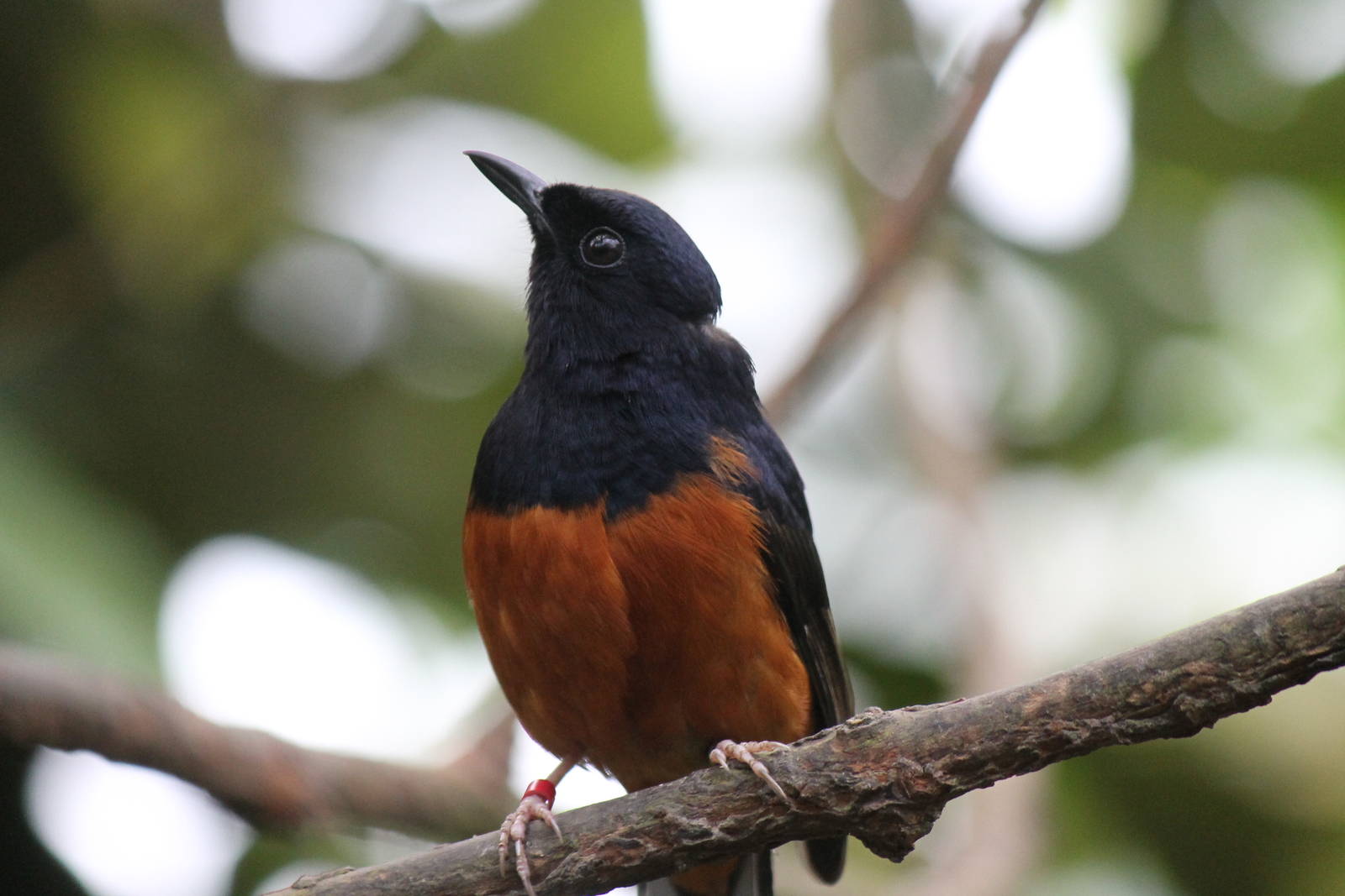 White-rumped shama, Burgers' Mangrove