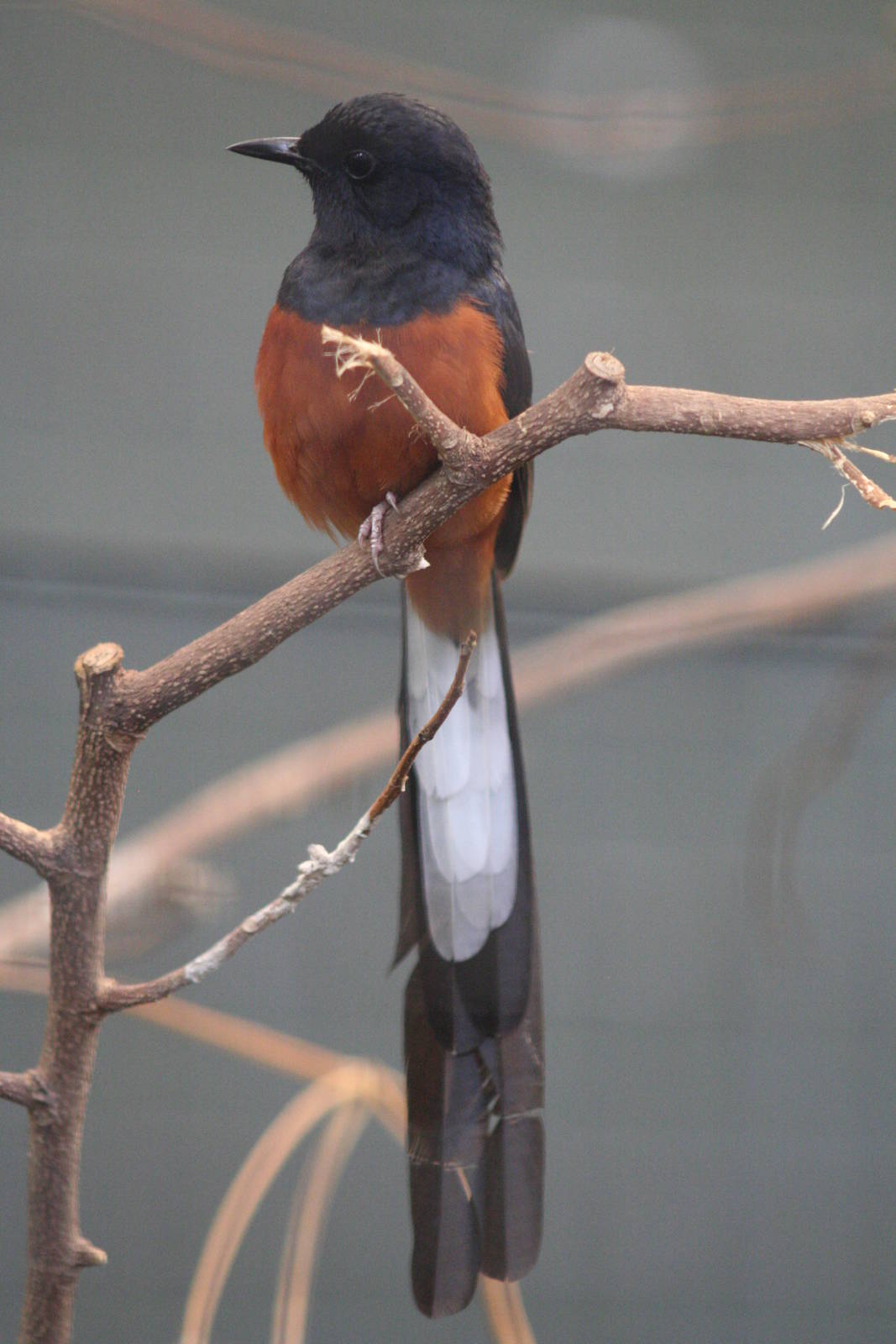 White-rumped Shama @ Chester; 04.07.2015