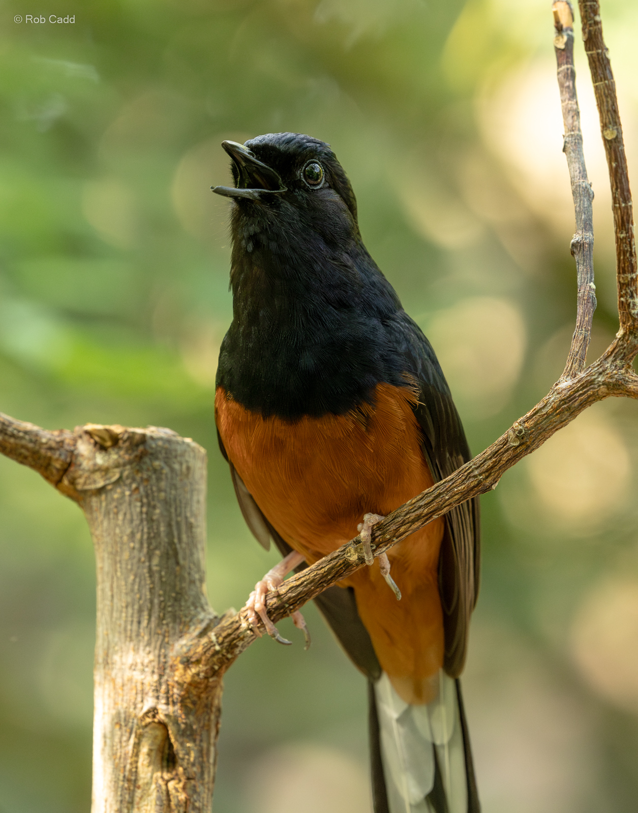 White-rumped shama : Chester Zoo : 24 Jun 2024