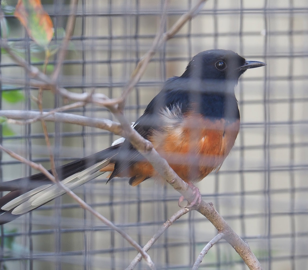 White-rumped shama (Copsychus malabaricus), 2022-09-04