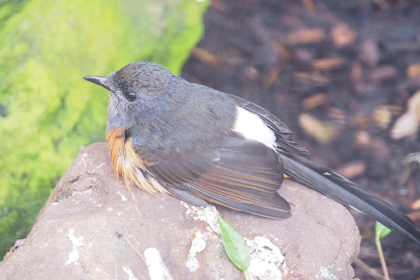White-rumped shama (Copsychus malabaricus), 2023-04-08