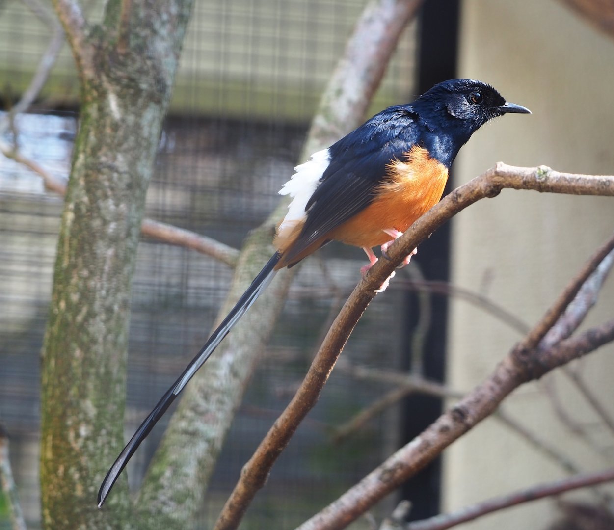 White-rumped shama (Copsychus malabaricus), 2023-04-08