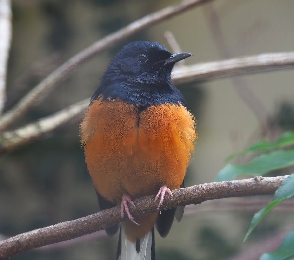 White-rumped shama (Copsychus malabaricus), 2024-02-17