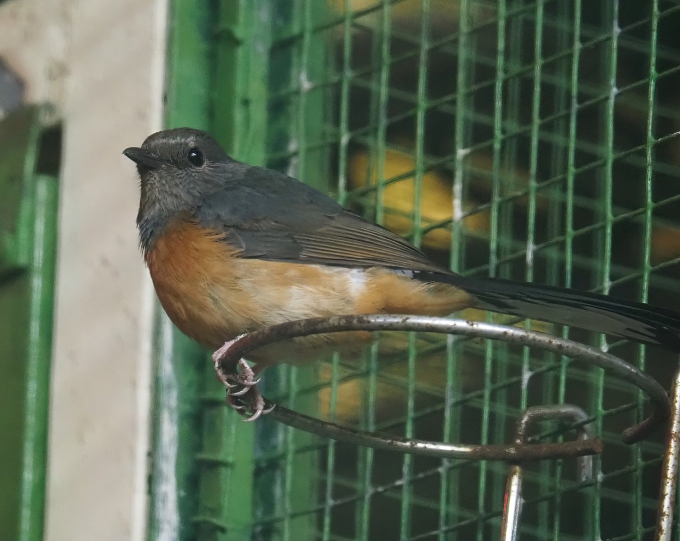 White-rumped Shama (Copsychus malabaricus), 2024-05-22