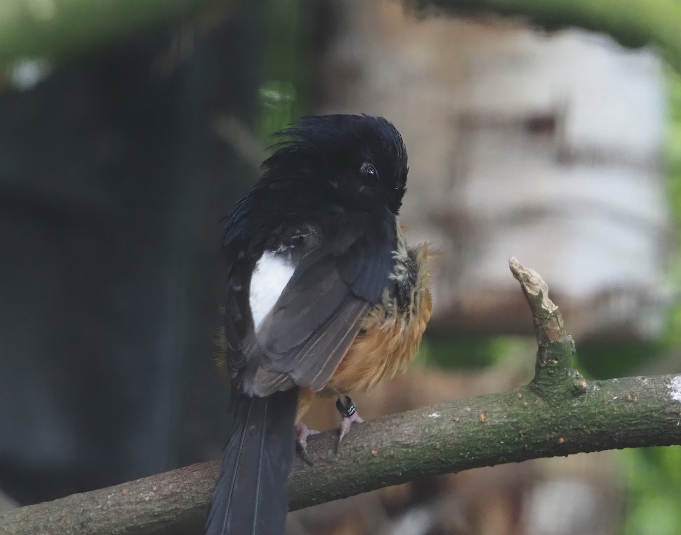 White-rumped shama (Copsychus malabaricus), 2024-06-30