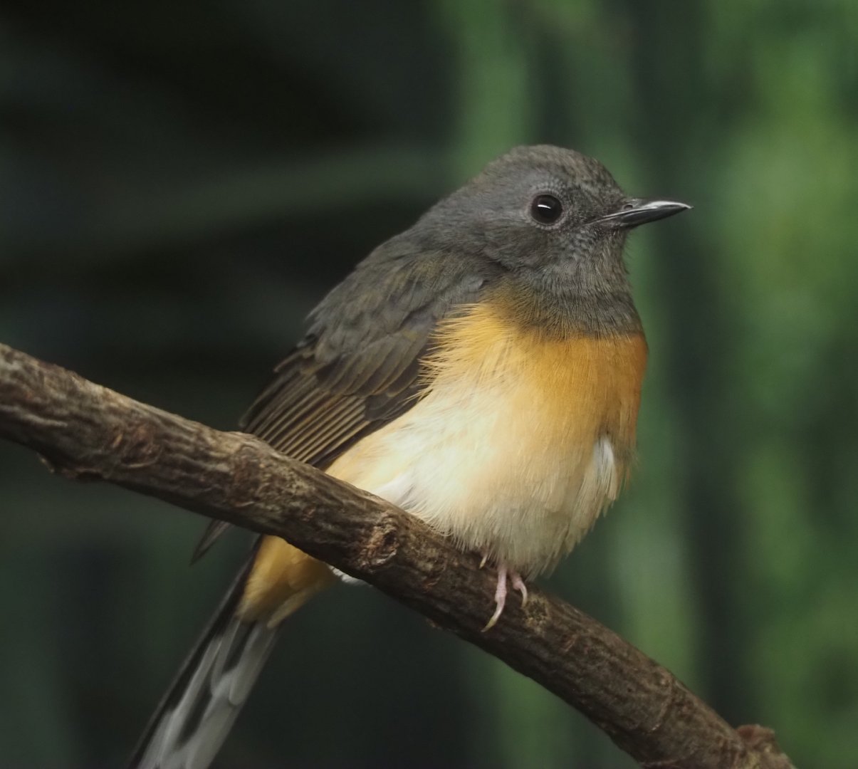 White-rumped Shama (Copsychus malabaricus), 2025-11-30