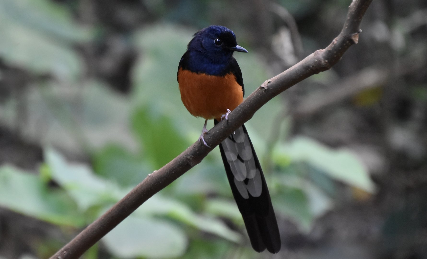White-Rumped Shama (Copsychus malabaricus) male