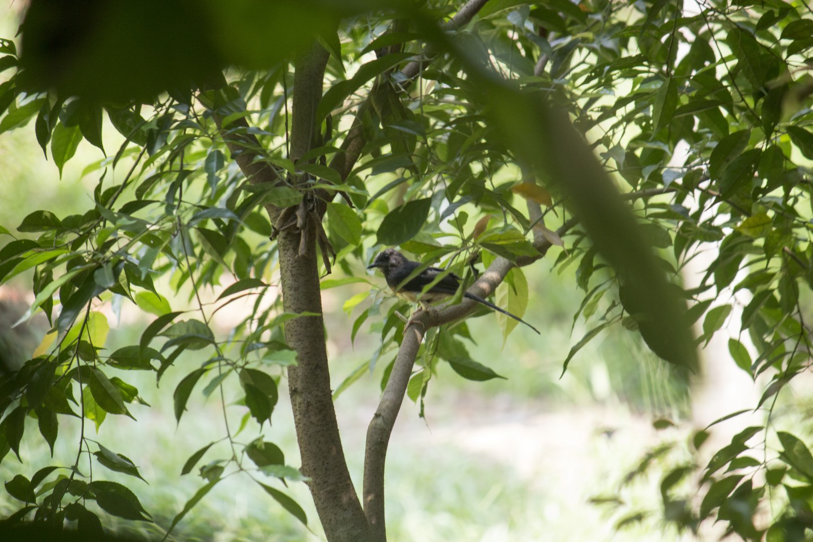 White-rumped shama, Copsychus malabaricus tricolor