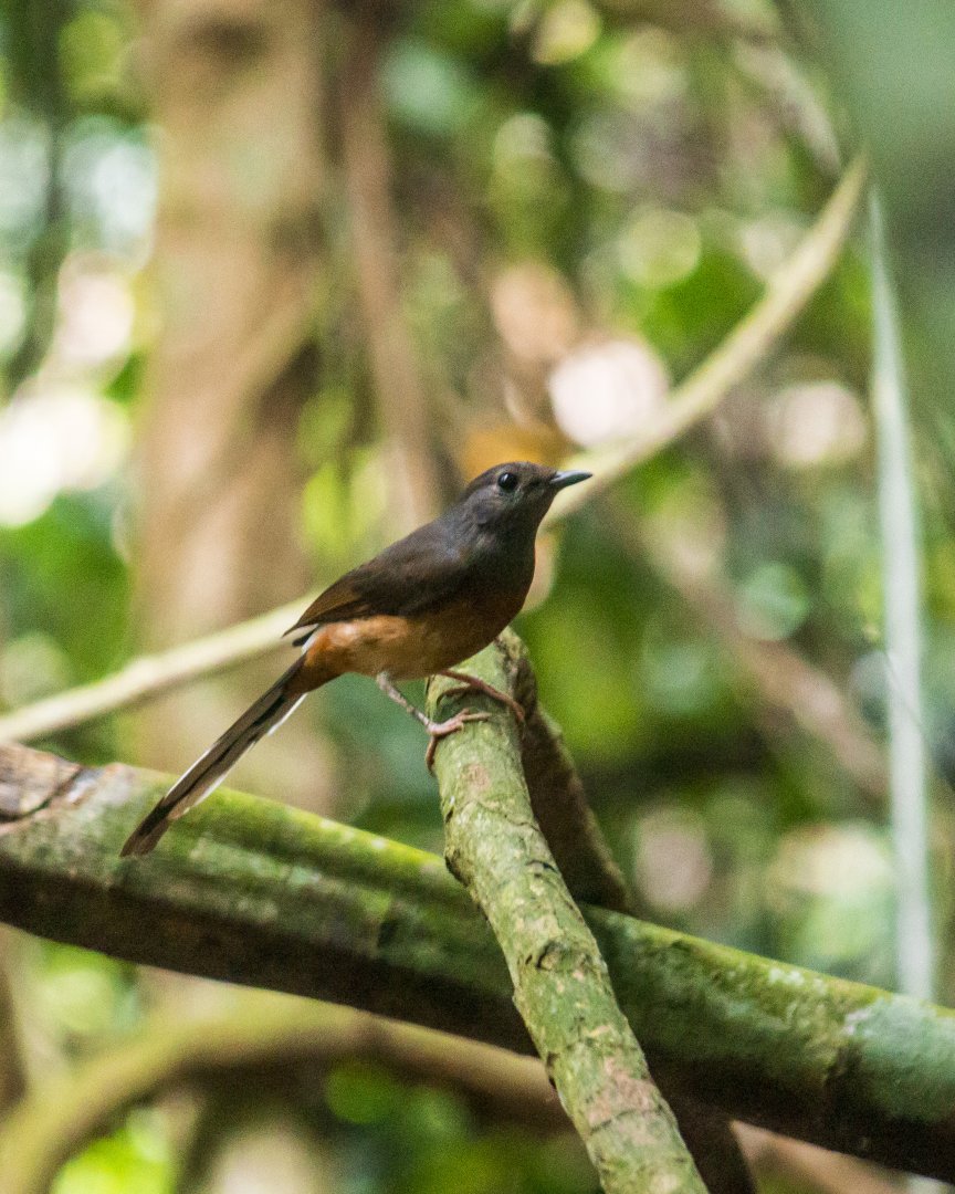 White-rumped shama, Copsychus malabaricus
