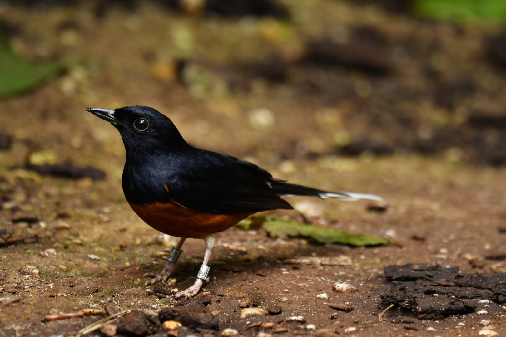 White-rumped Shama Copsychus malabaricus