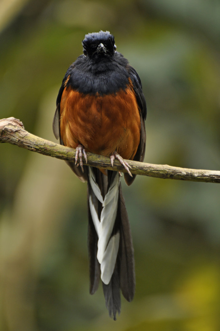 White-rumped Shama Copsychus malabaricus