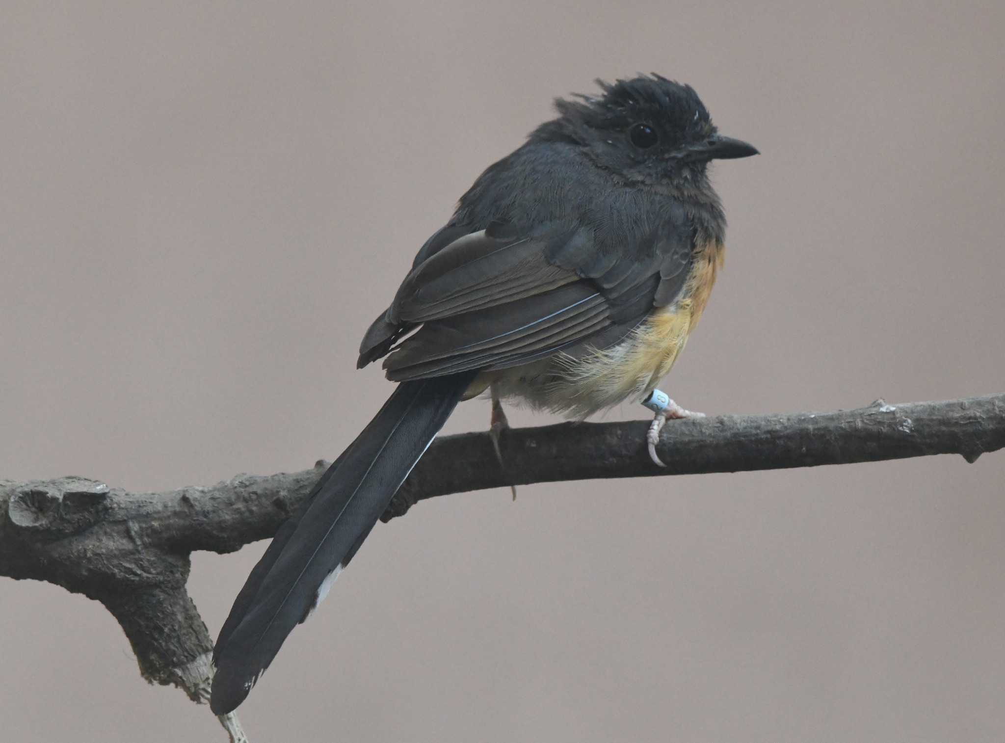 White-rumped Shama - Copsychus malabaricus