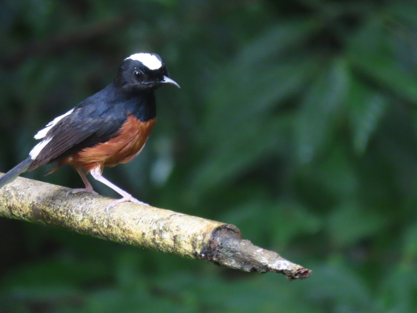 White rumped shama (Copsychus malabaricus)
