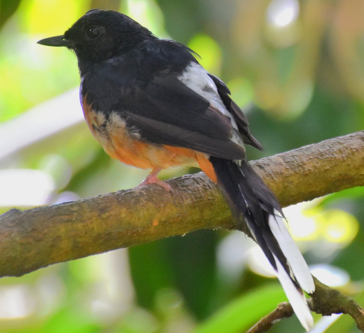 White-rumped Shama (Copsychus malabaricus)