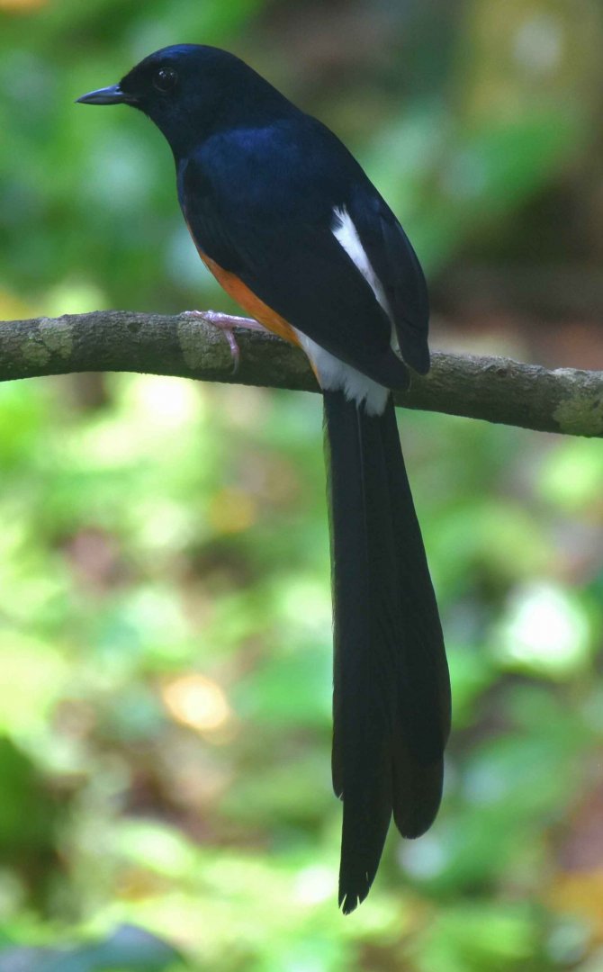 White-rumped Shama (Copsychus malabaricus)