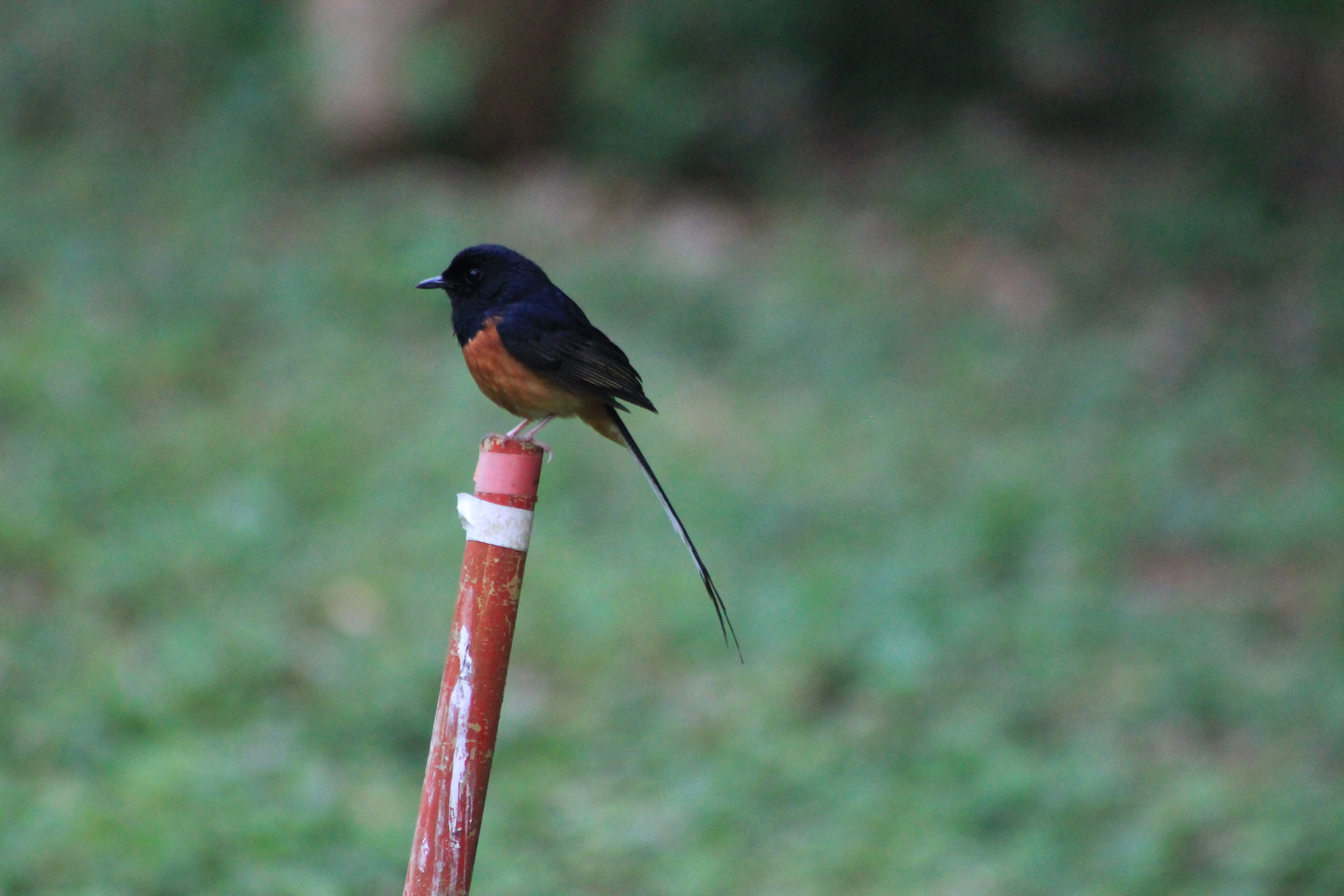 White-rumped Shama (Copsychus malabaricus)