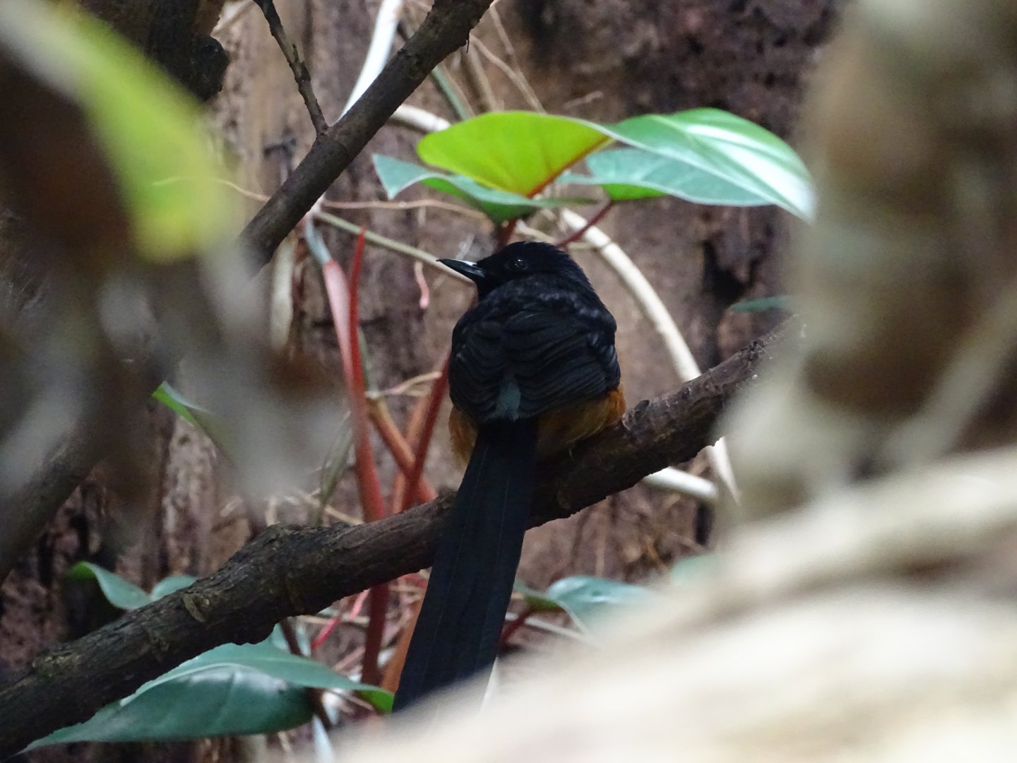 White-rumped shama (Copsychus malabaricus)