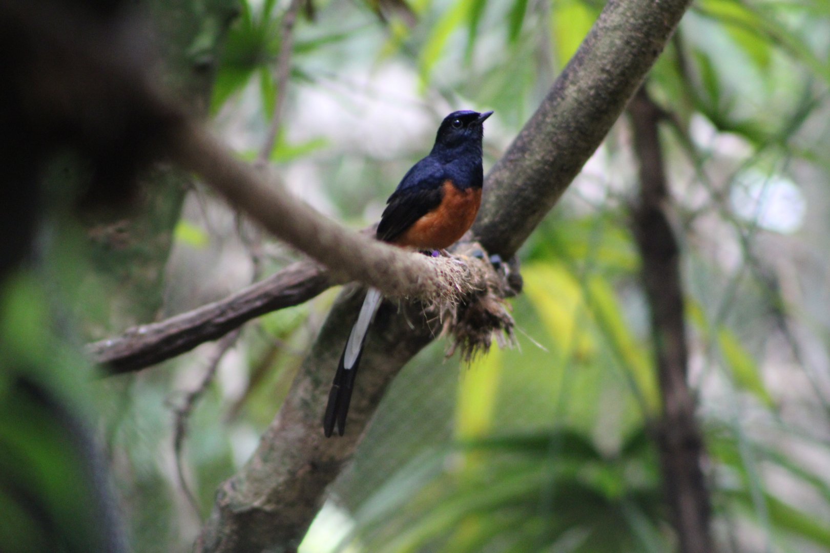 White-Rumped Shama (Copsychus malabaricus)