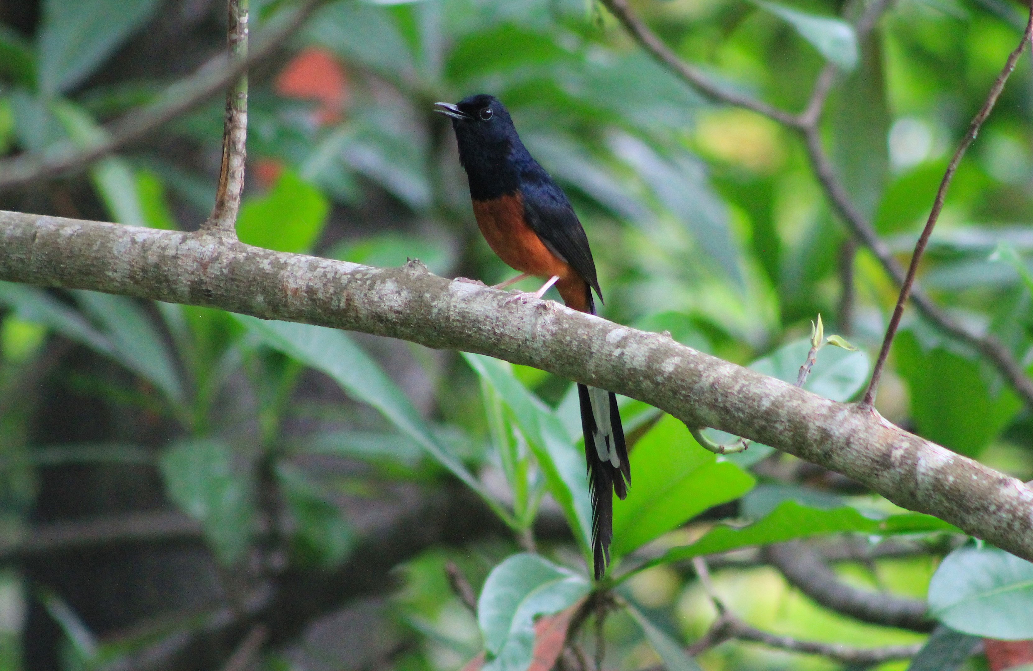 White-rumped Shama (Copsychus malabaricus)