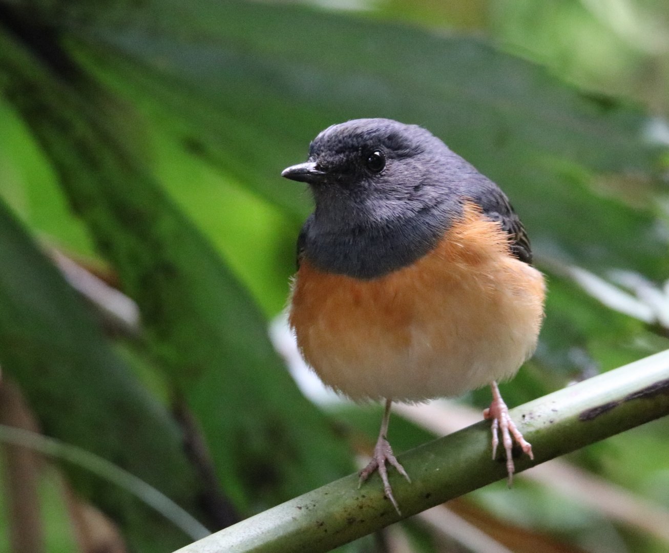 White-rumped Shama (Copsychus malabaricus)