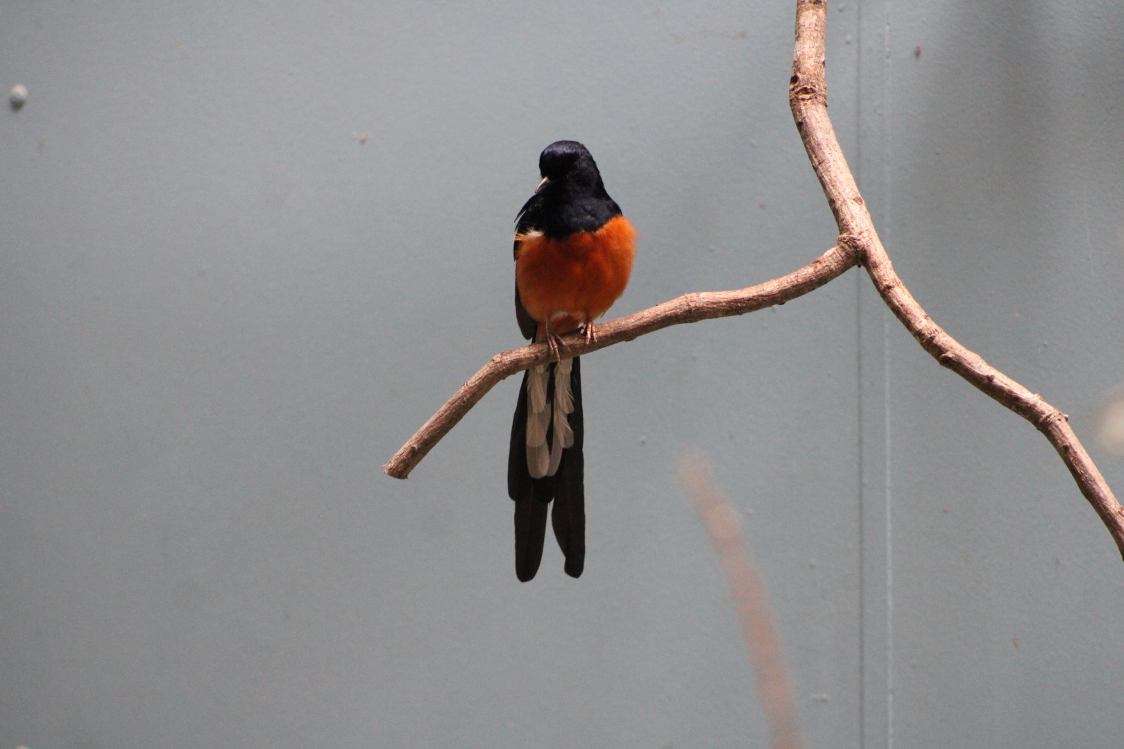 White-Rumped Shama (Copsychus malabaricus)