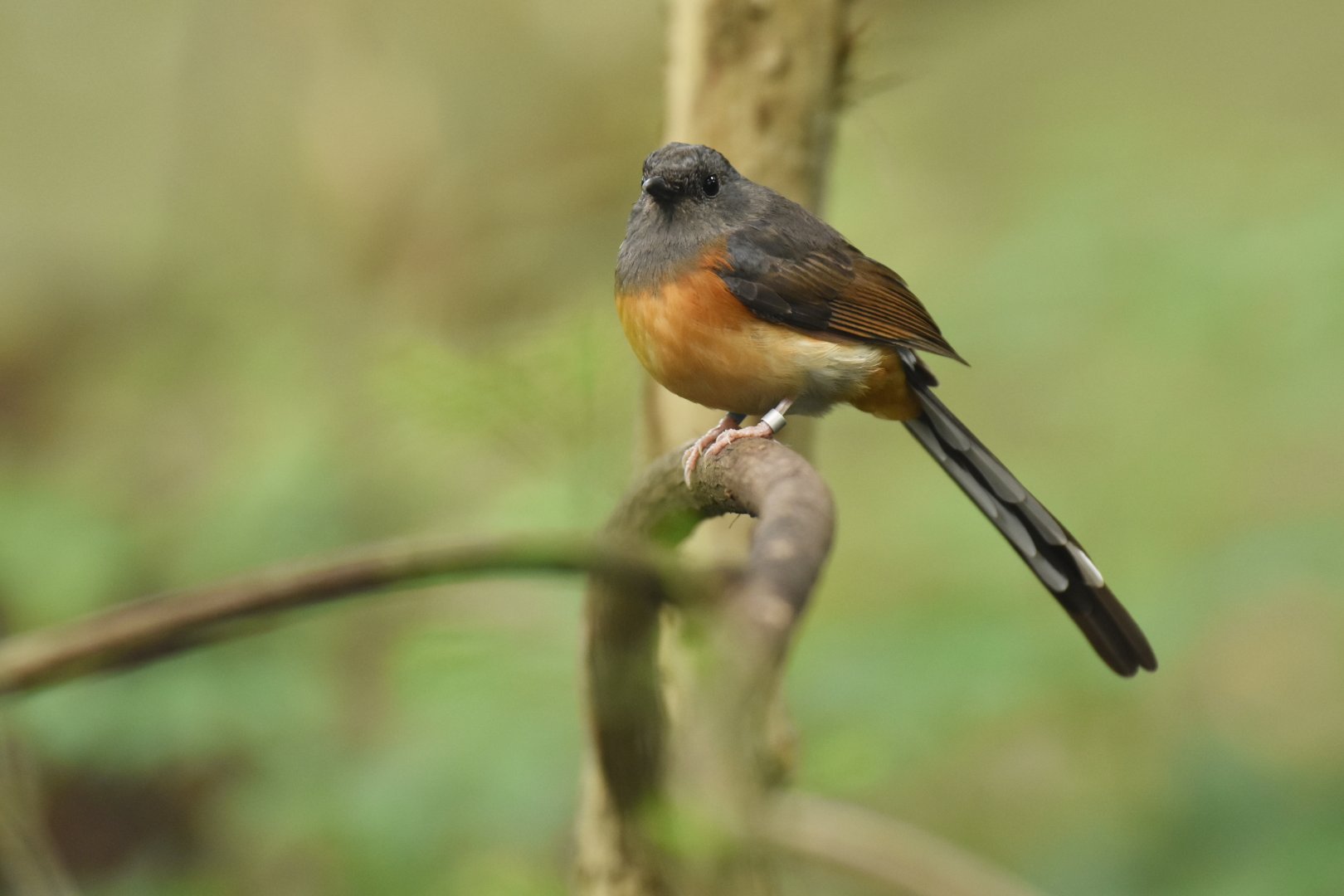 White-rumped shama Copsychus malabaricus
