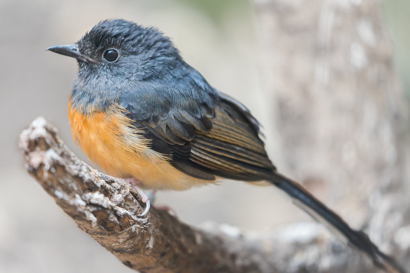 White-rumped Shama (f) / Newquay Zoo / 16-3-23