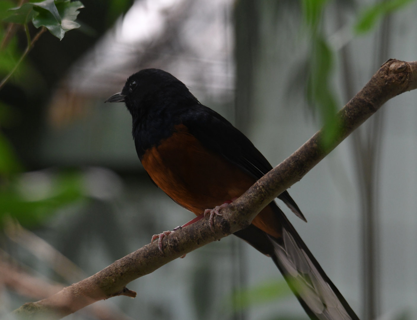 White-rumped shama - Feathers & Scales