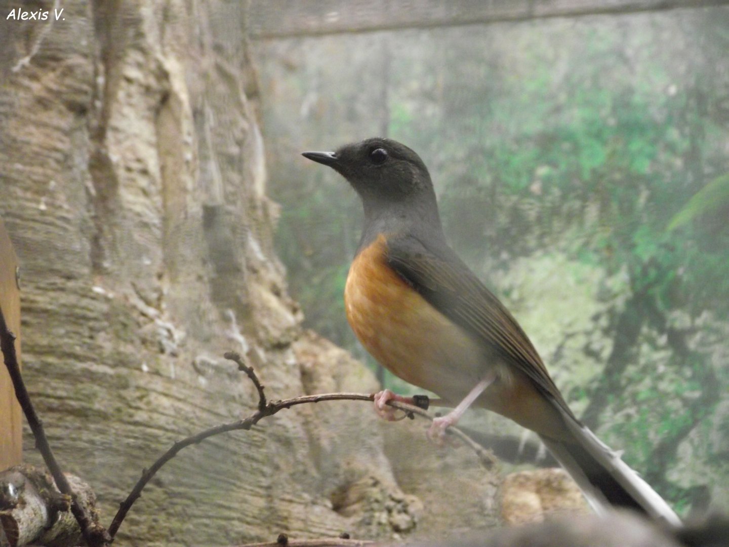 White-rumped Shama (female) - Zooparc de Beauval - 12/04/2025