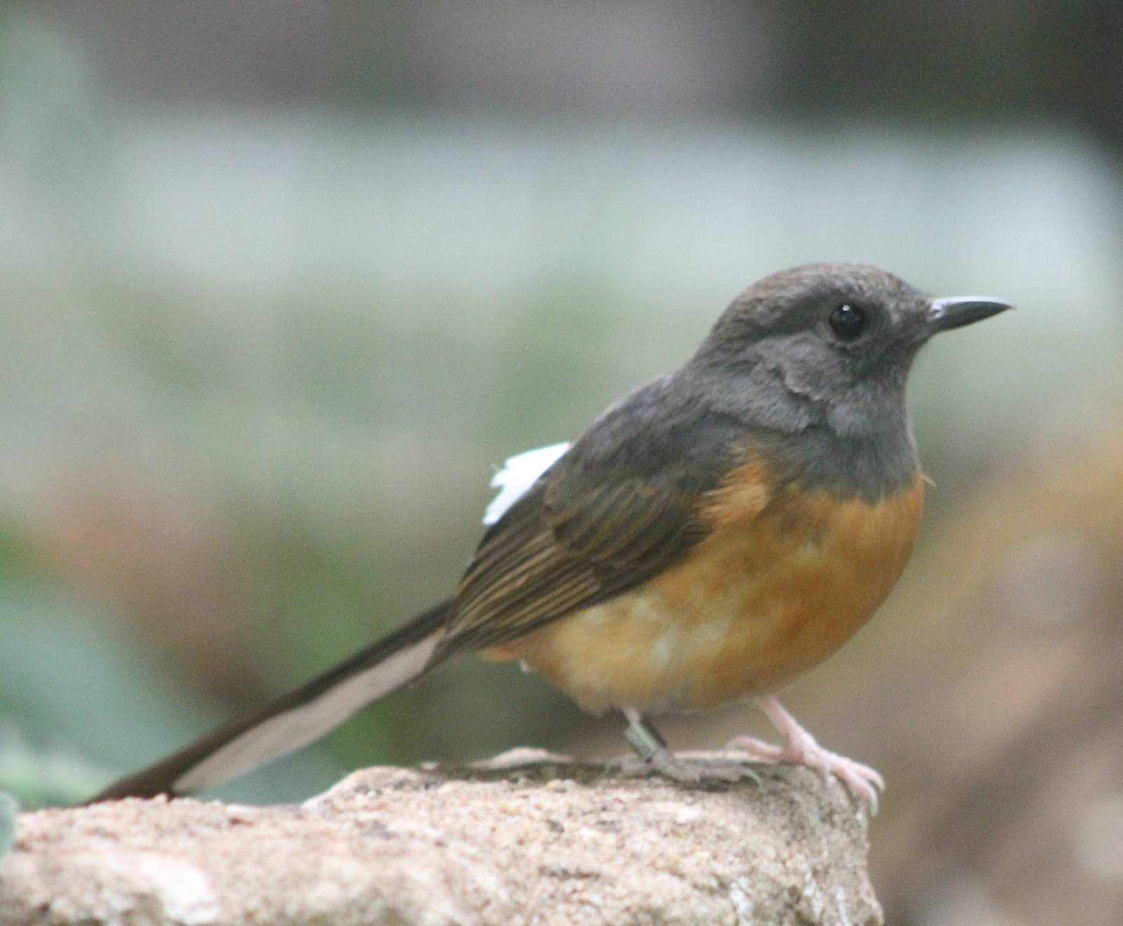 White-rumped shama female