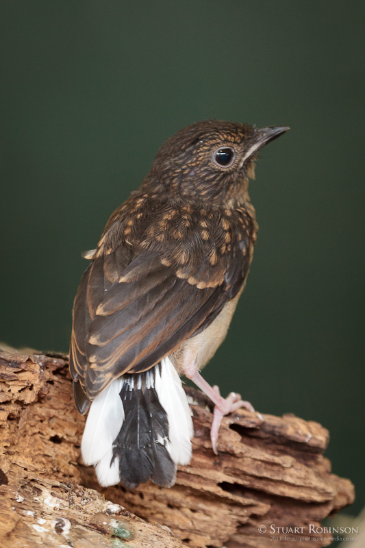 White-rumped Shama Fledgling - 04/05/2011
