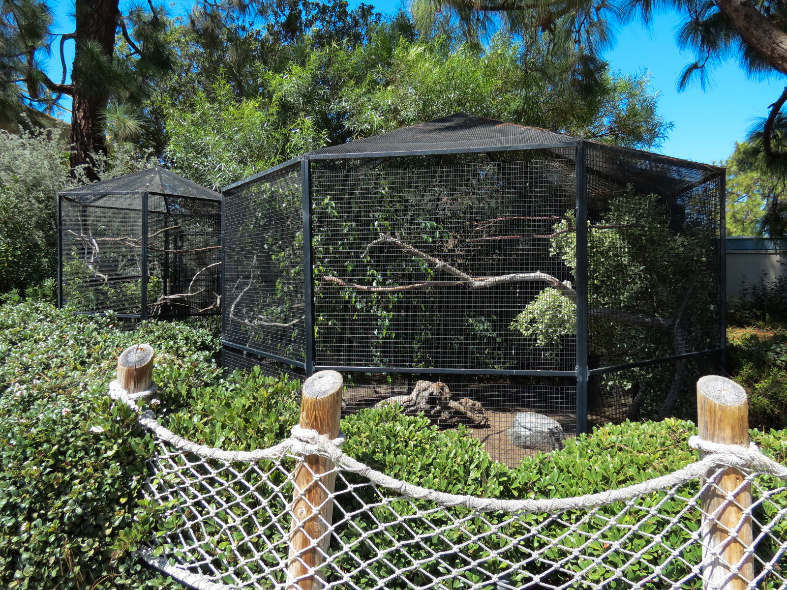 White-rumped Shama, Green Woodhoopoe, and Common Myna Exhibits