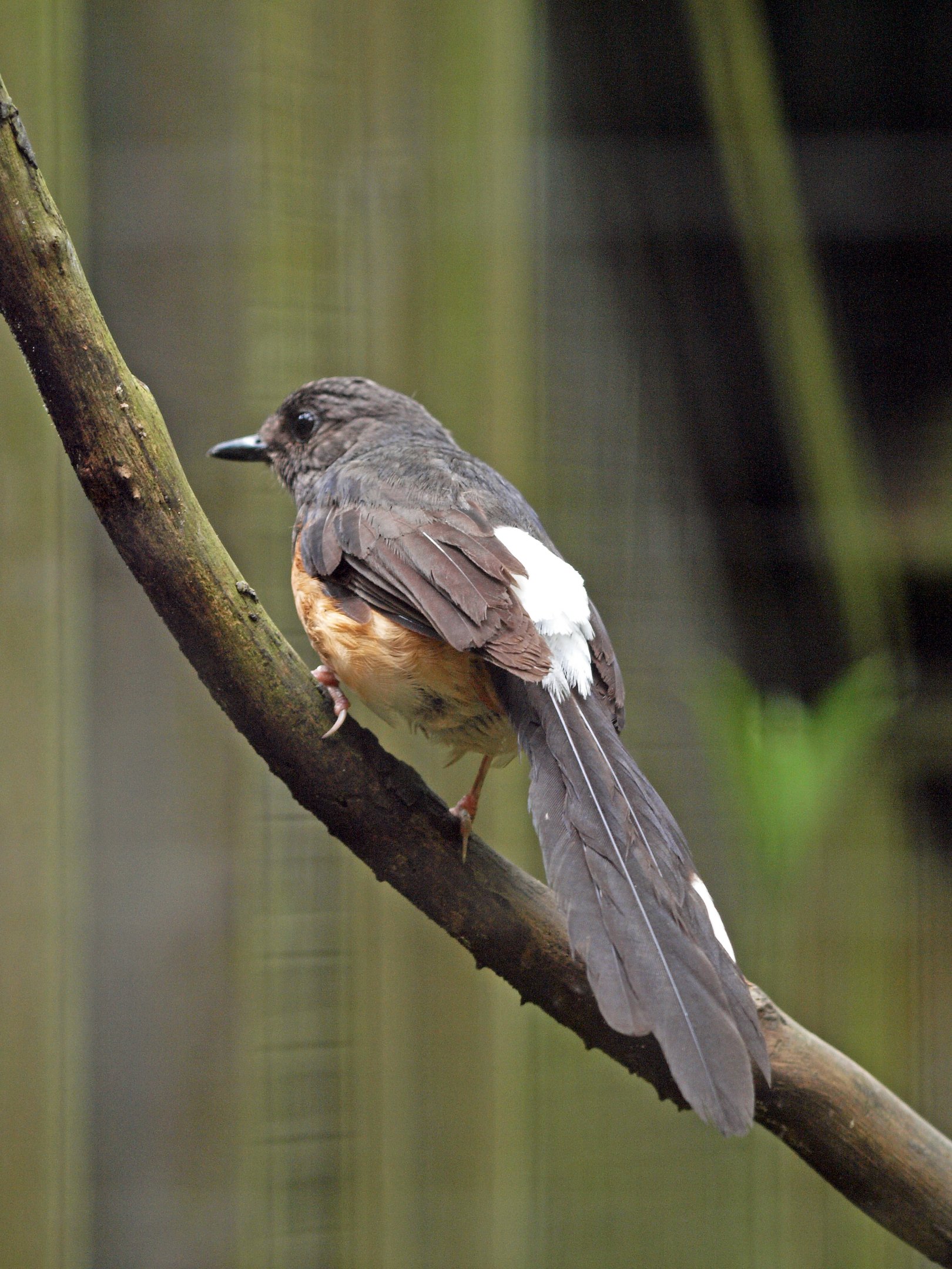 White-rumped shama hen