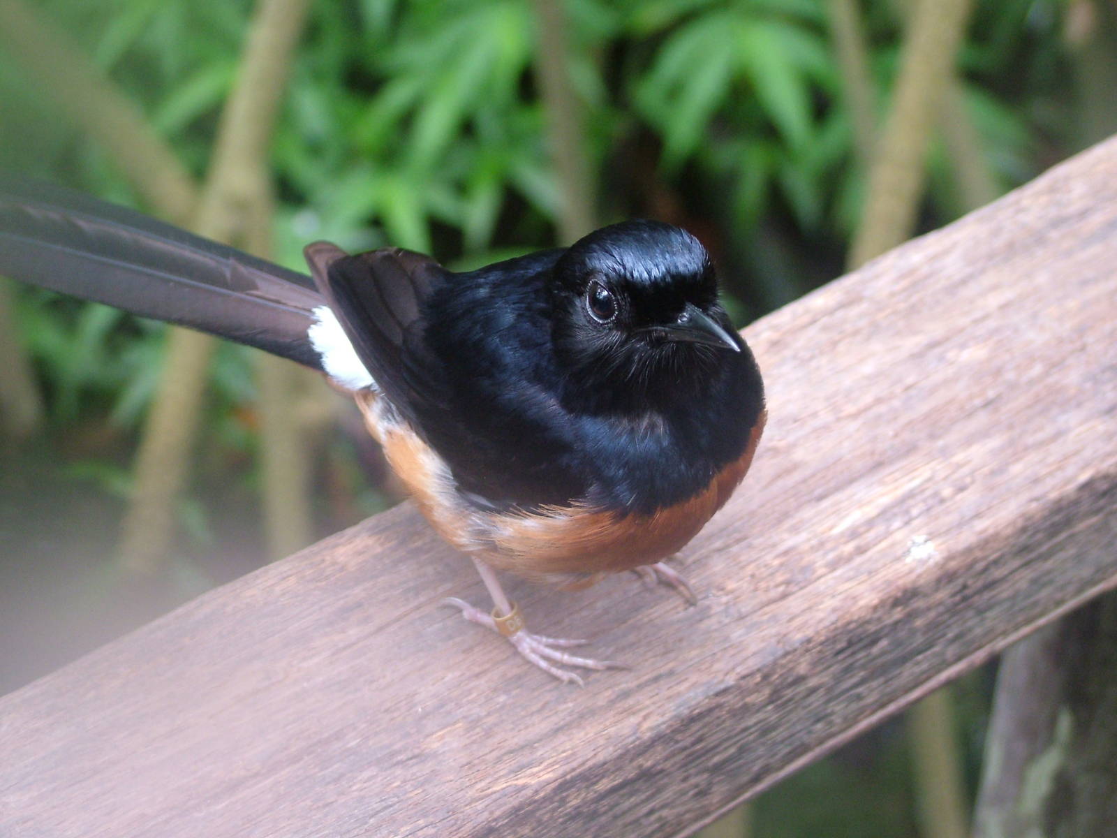 White-rumped Shama in Burgers Mangrove at Burgers Zoo Arnhem, 29/08/10