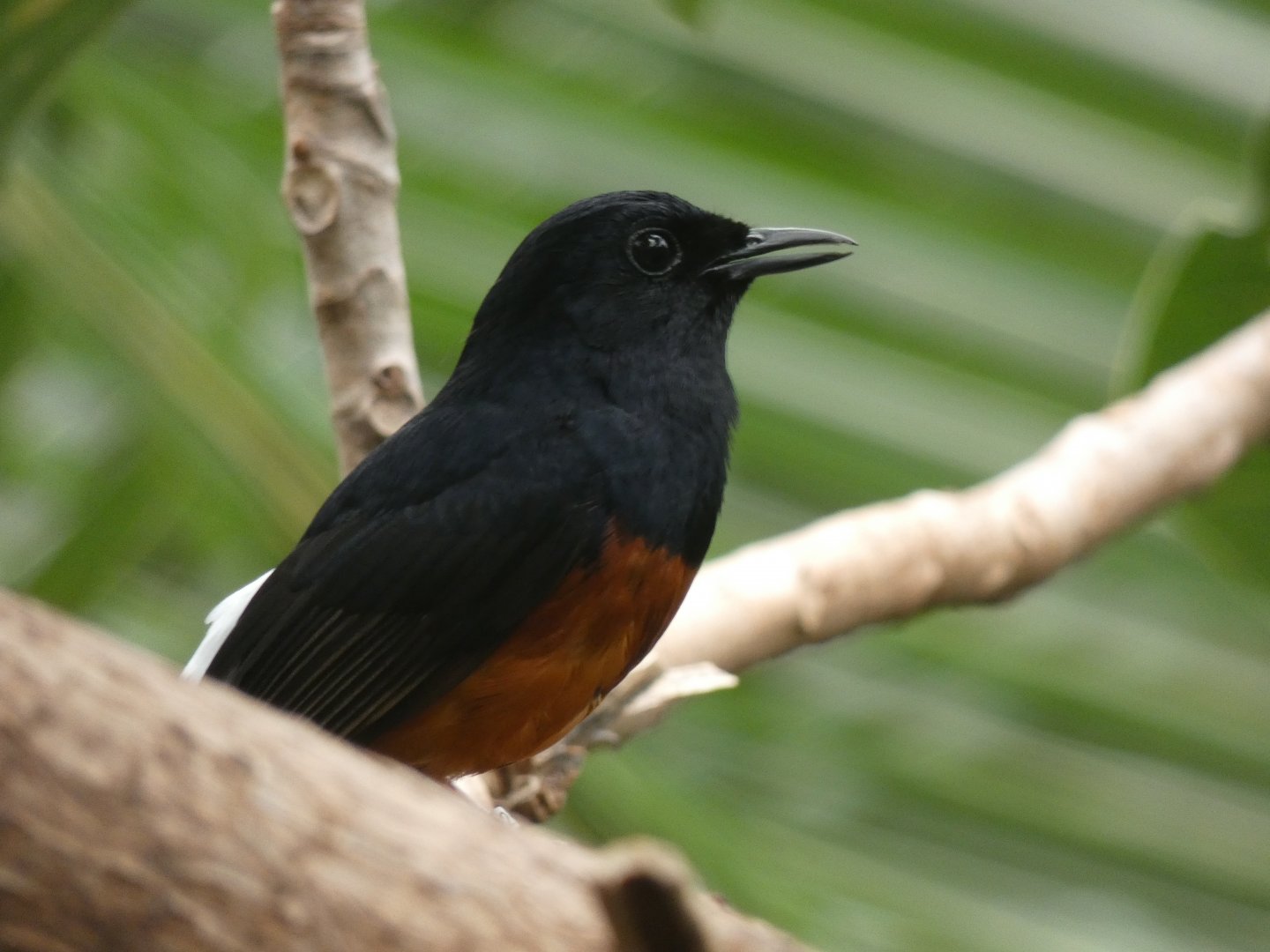 White-rumped Shama in the Monsoon Forest