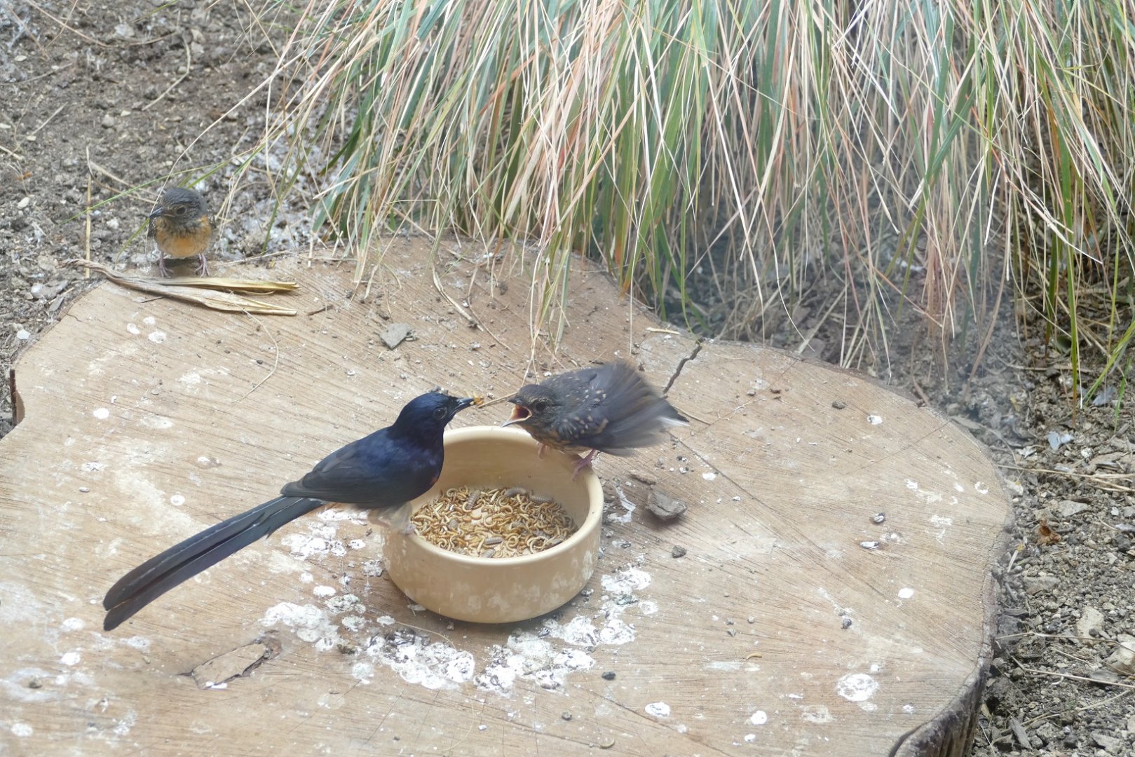 White-rumped shama, June 2022