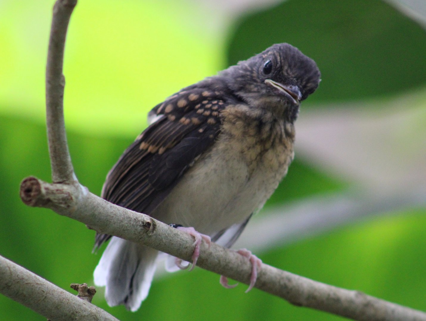 White-rumped shama - juvenile