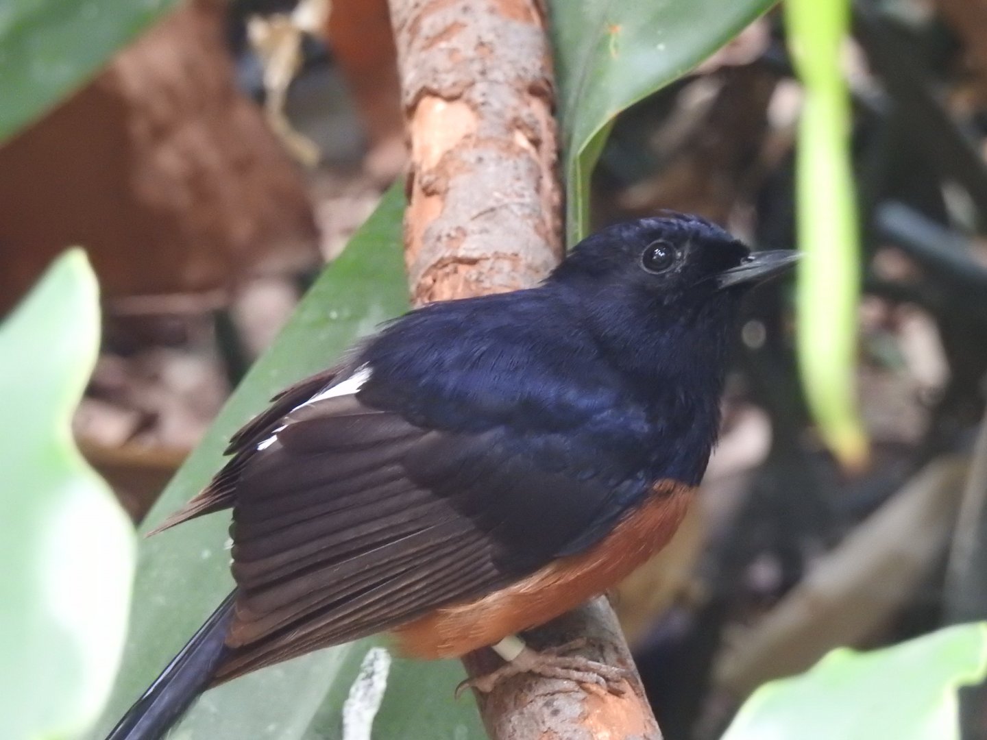 White-Rumped Shama (Kittacincia malabaricus)