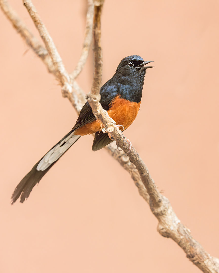 White-rumped Shama (m) / Newquay Zoo / 16-3-23