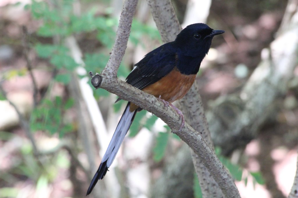 White rumped Shama male (wild)