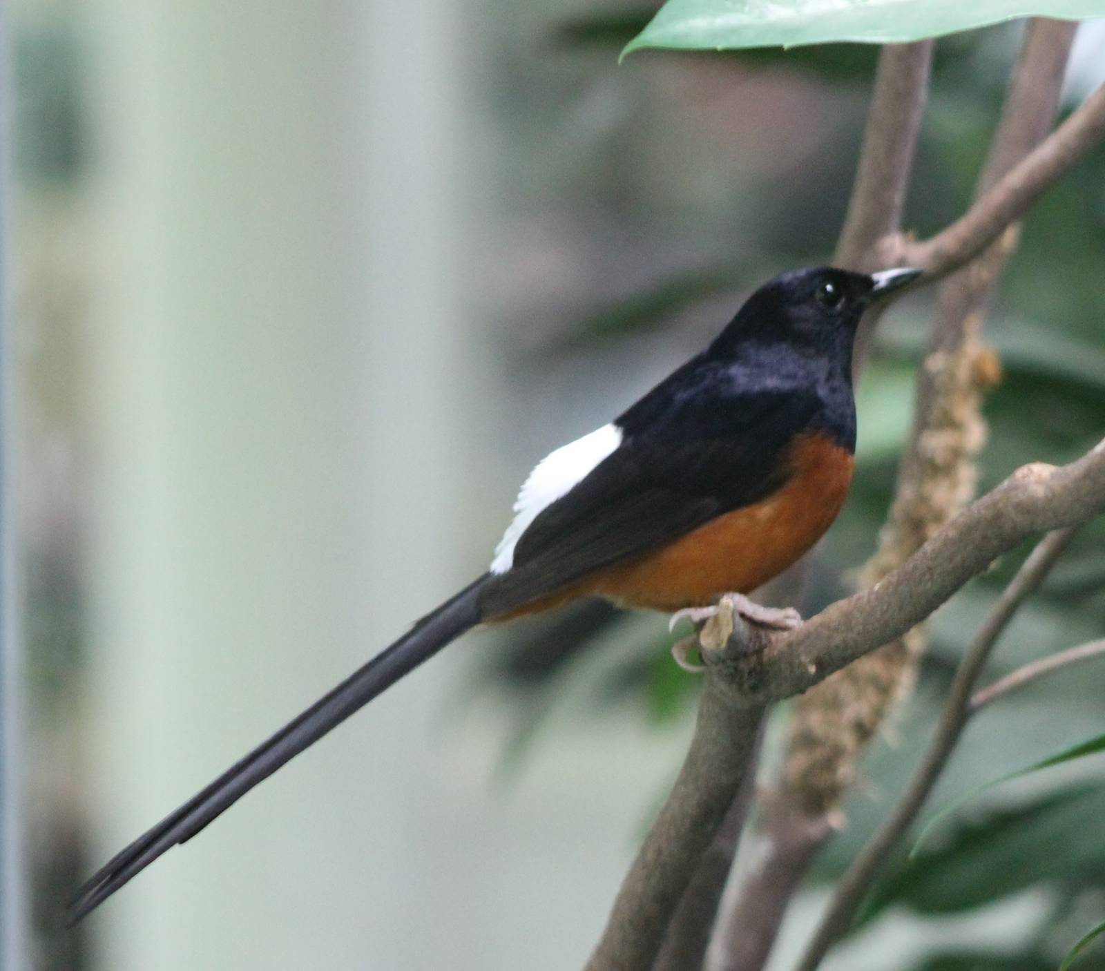 White-rumped shama male