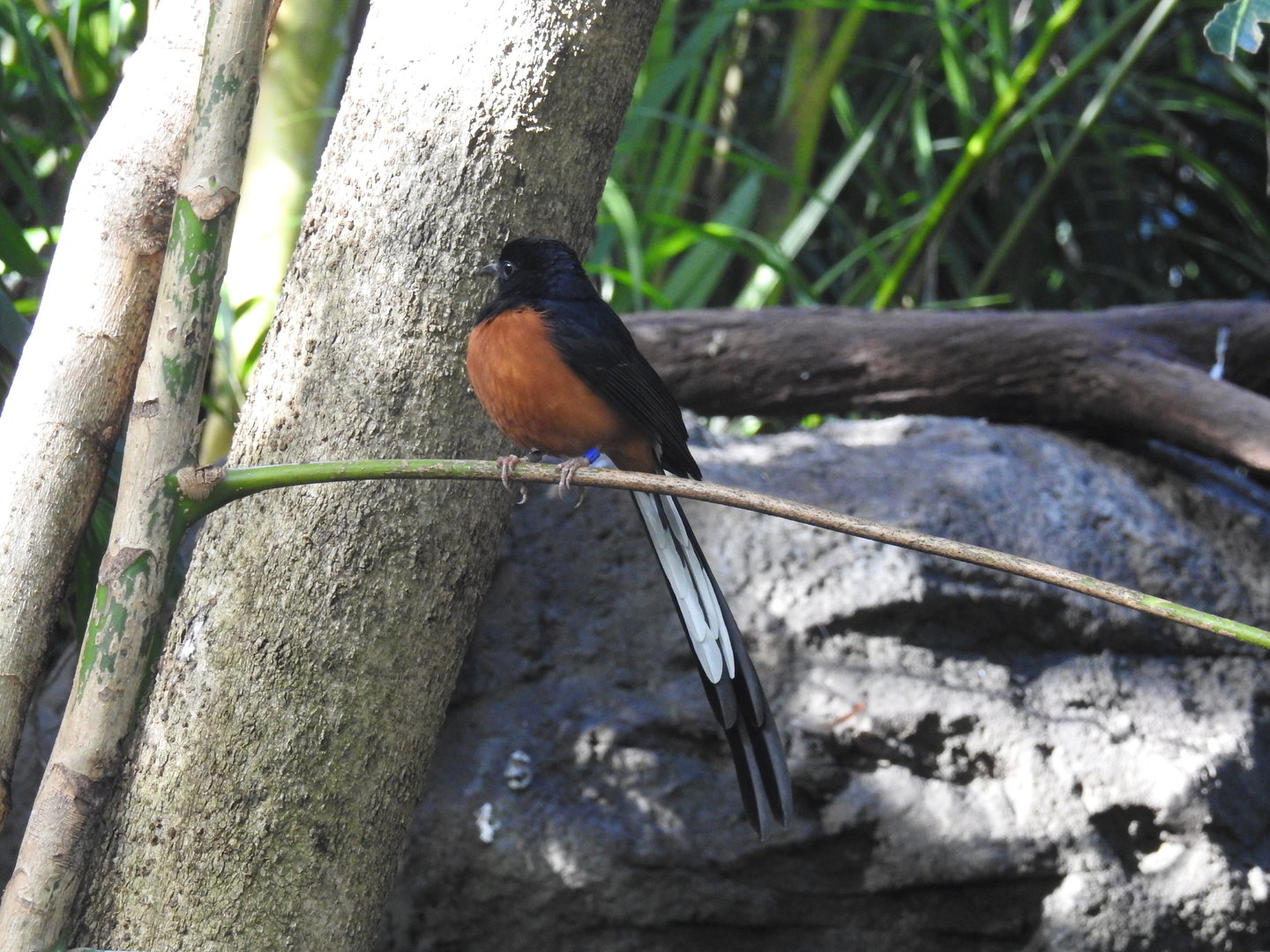 White-Rumped Shama (male)