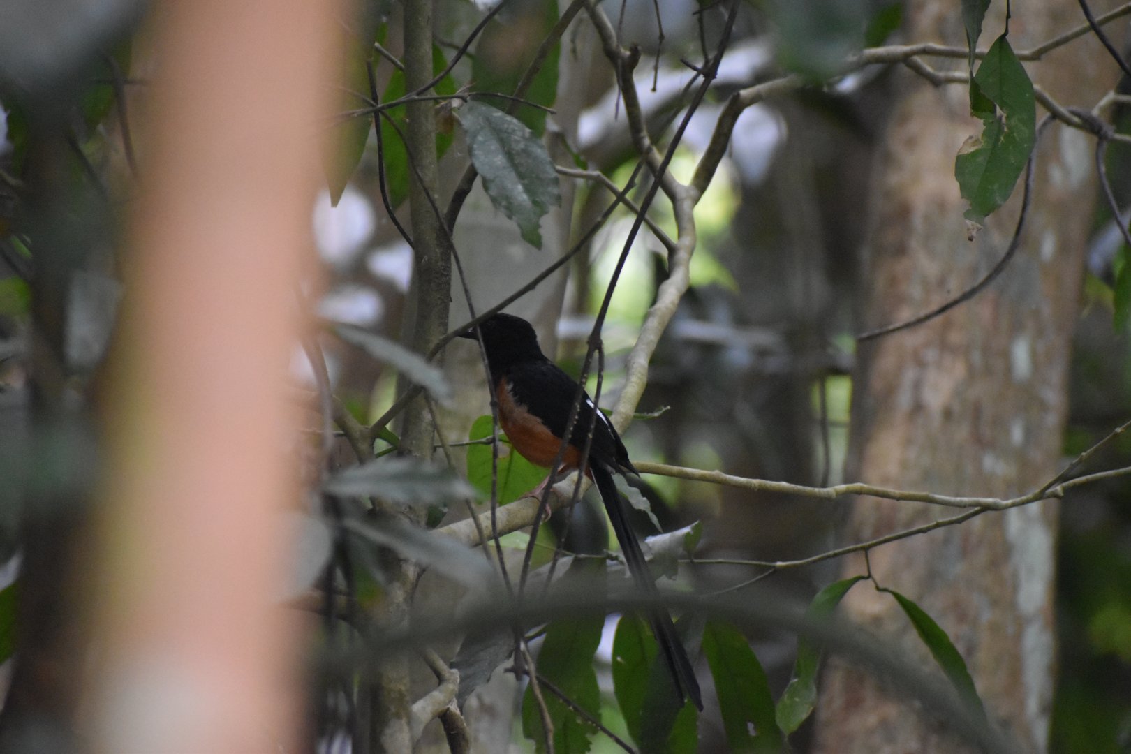 White Rumped Shama ~ Pulau Ubin