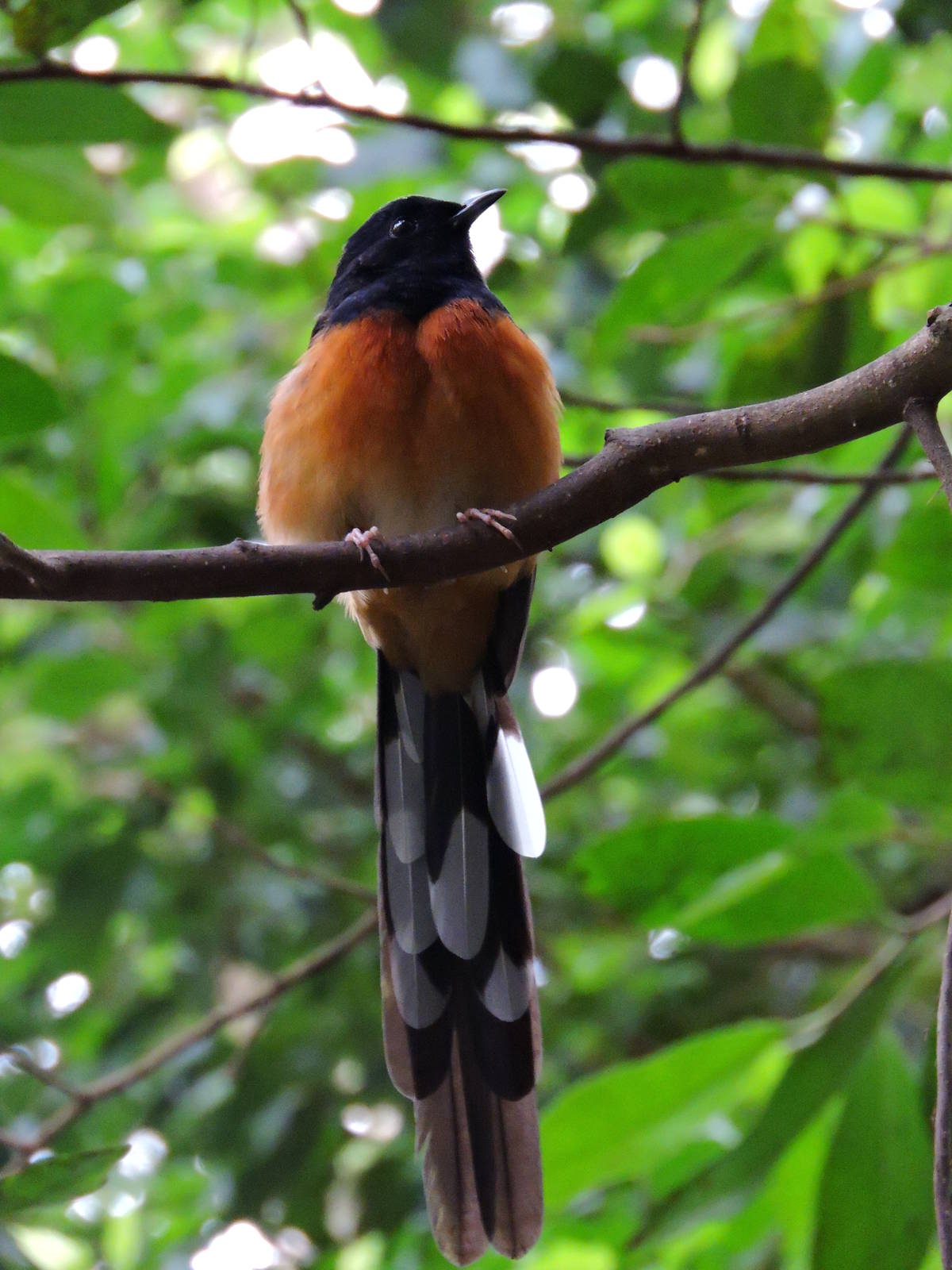 White-rumped Shama - Regendwaldhaus