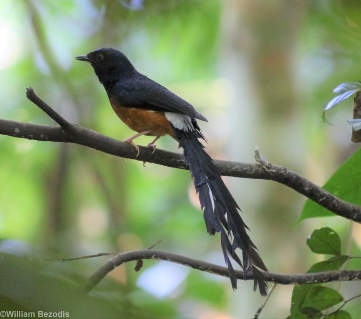 White-rumped Shama - Taman Negara