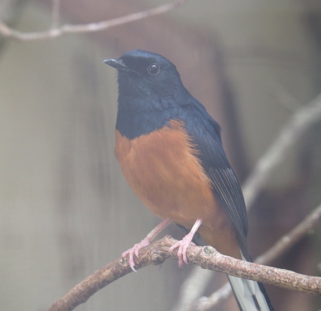 White-rumped shama thrush (Copsychus malabaricus), 2022-05-26